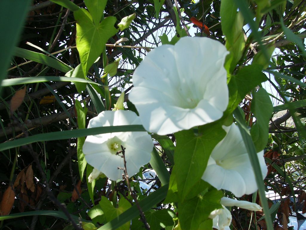 Calystegia sepium